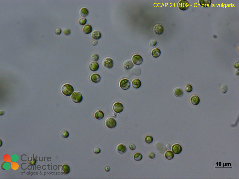 Chlorella vulgaris