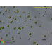 Chlorella vulgaris