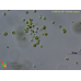 Chlorella vulgaris