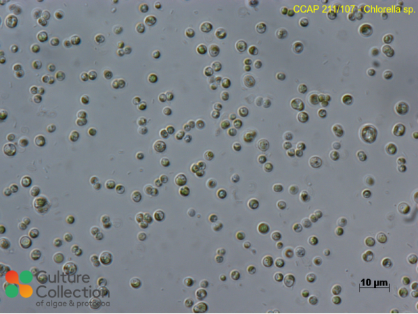 Chlorella sp.