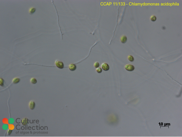 Chlamydomonas acidophila