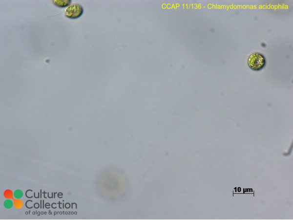 Chlamydomonas acidophila