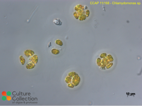 Chlamydomonas sp.