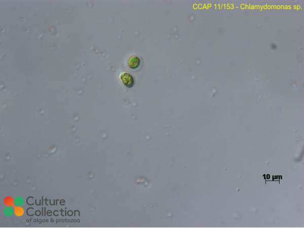 Chlamydomonas sp.
