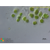 Chlamydomonas sp.