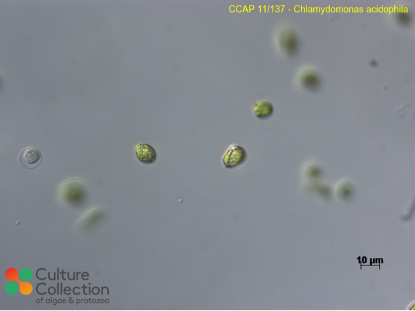 Chlamydomonas acidophila