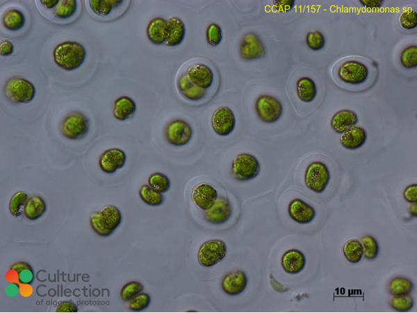 Chlamydomonas sp.