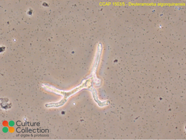 Deuteramoeba algonquinensis