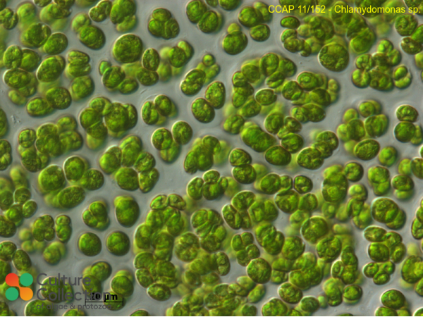 Chlamydomonas sp.