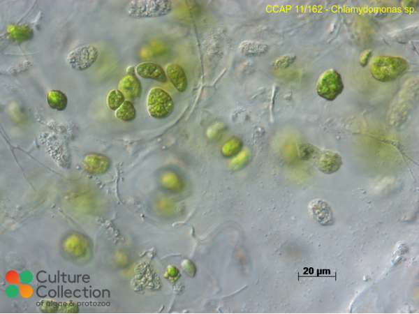 Chlamydomonas sp. Chlamydomonas sp.