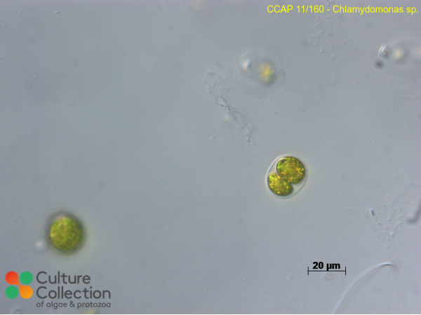 Chlamydomonas sp.