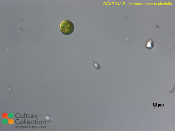 Haematococcus lacustris