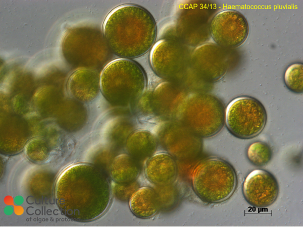 Haematococcus lacustris