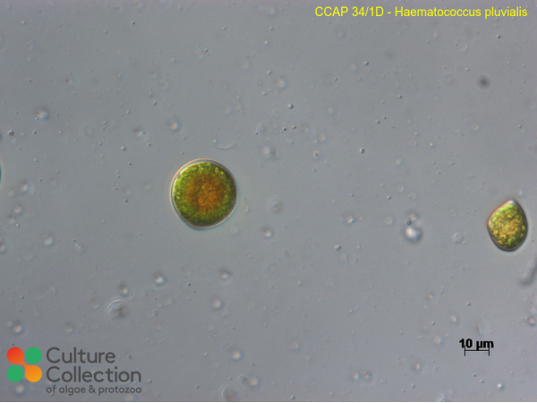 Haematococcus lacustris