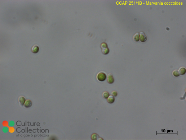 Marvania coccoides