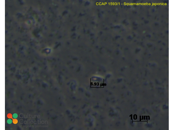 Squamamoeba japonica