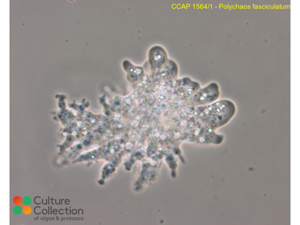 Polychaos fasciculatum