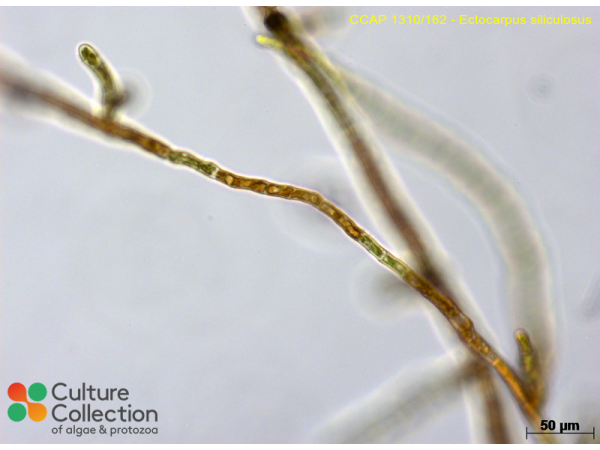 Ectocarpus siliculosus
