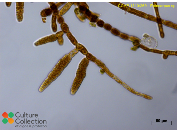 Ectocarpus sp. Ectocarpus sp.