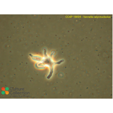 Vannella calycinucleolus