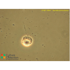 Vannella plurinucleolus