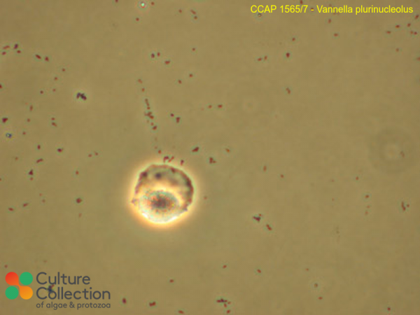 Vannella plurinucleolus