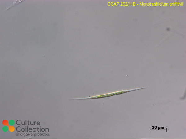 Monoraphidium griffithii