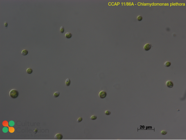 Chlamydomonas plethora