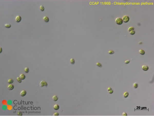 Chlamydomonas plethora