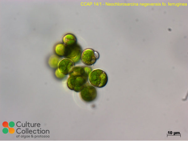 Neochlorosarcina negevensis fo. ferruginea Neochlorosarcina negevensis fo. ferruginea