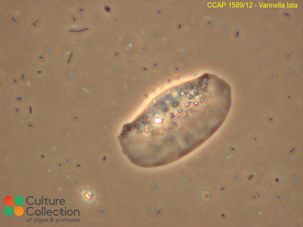 Vannella lata Vannella lata
