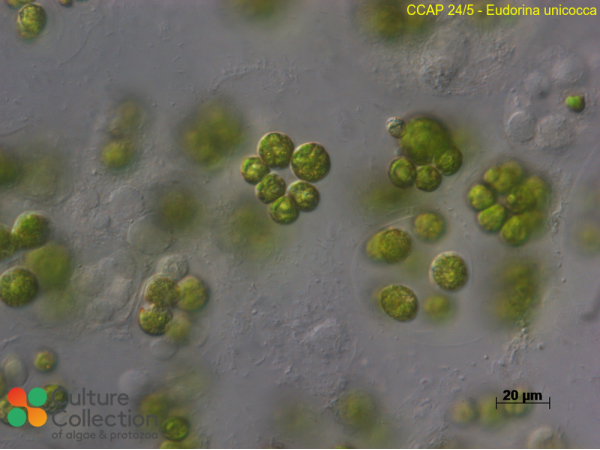 Eudorina unicocca