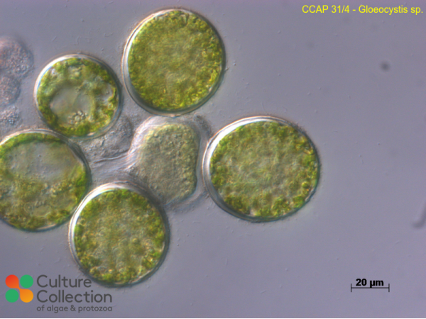 Gloeocystis sp.