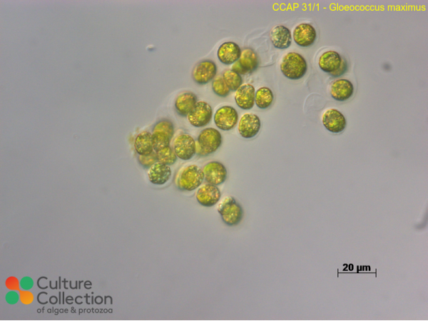 Gloeococcus maximus