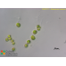 Gloeococcus maximus