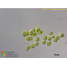Gloeococcus maximus