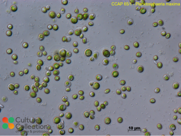 Follicularia paradoxalis