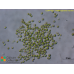 Follicularia paradoxalis