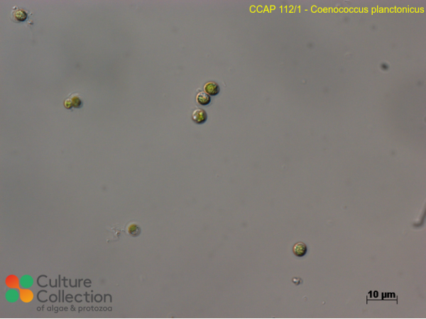 Coenococcus planctonicus