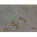 Coenococcus planctonicus