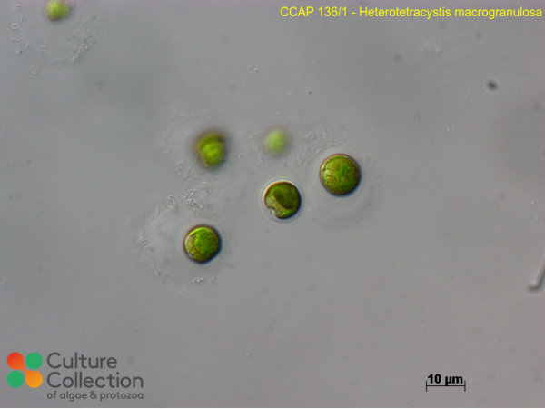 Heterotetracystis akinetos