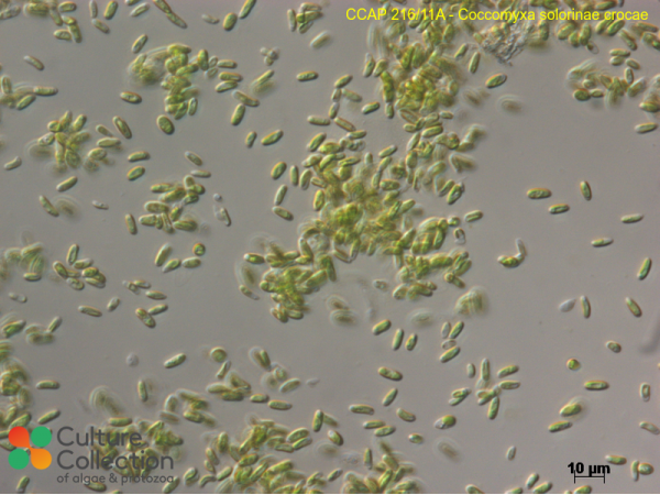 Coccomyxa solorinae crocae Coccomyxa solorinae crocae