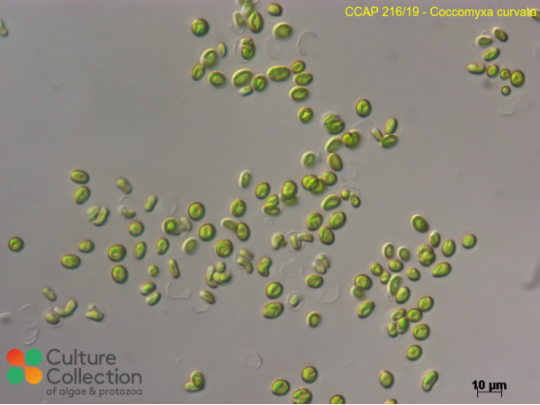 Neocystis curvata