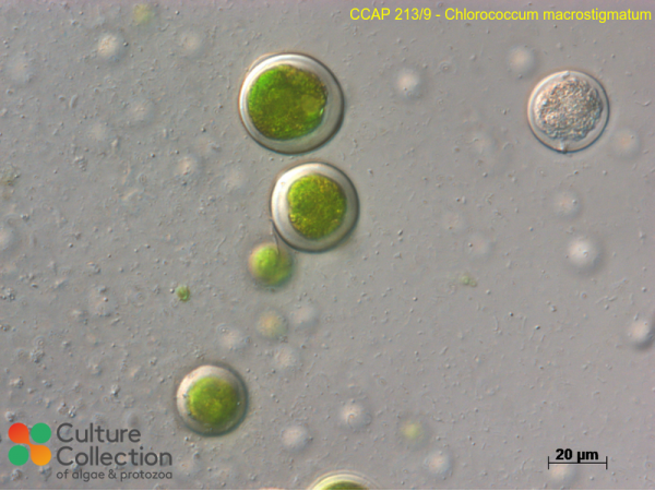 Chlorococcum macrostigmatum Chlorococcum macrostigmatum