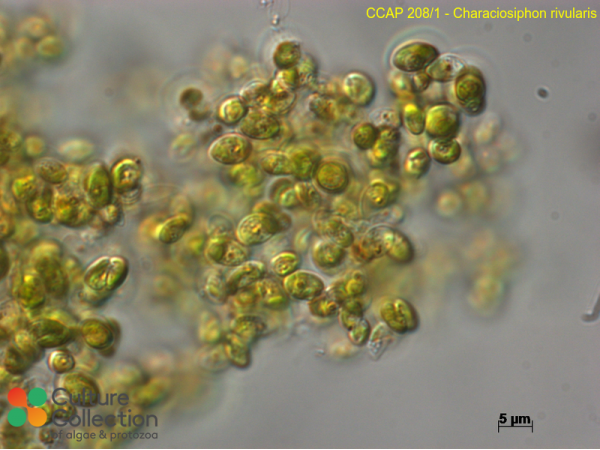 Characiosiphon rivularis