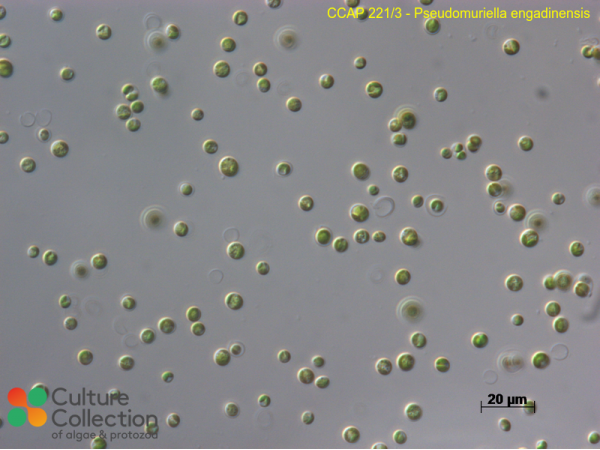 Pseudomuriella engadinensis