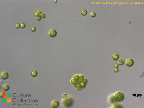 Dictyococcus varians