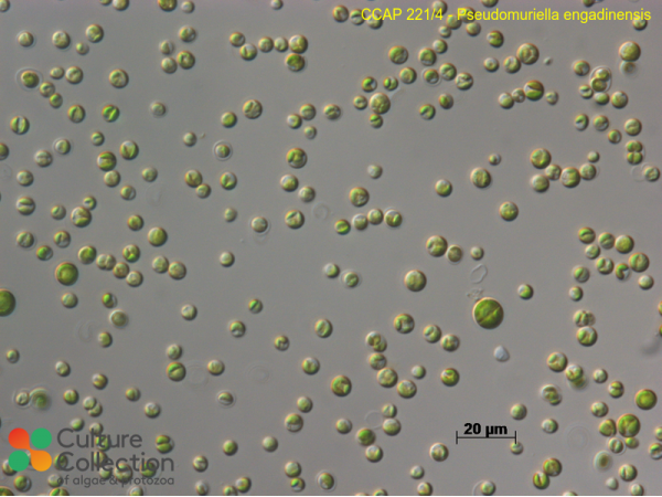 Pseudomuriella engadinensis