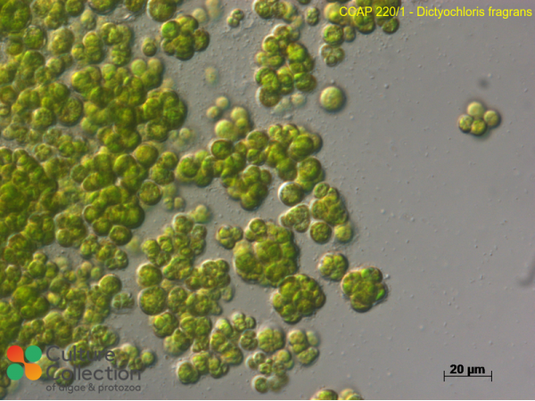 Dictyochloris fragrans