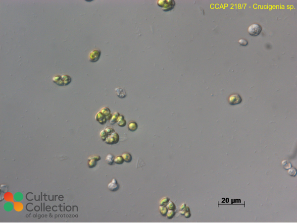 Crucigenia sp.
